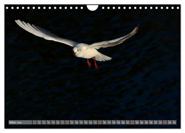 Produktbild: INNE BOTANIK - V&ouml;gel im Ruhrpott (Wandkalender 2026 DIN A4 quer), CALVENDO Monatskalender