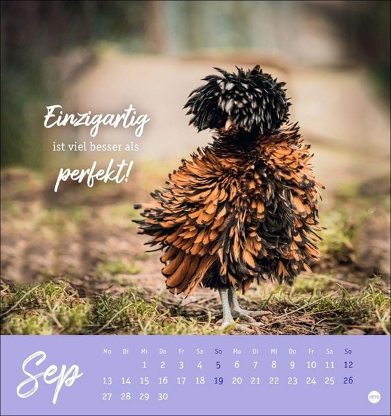 Produktbild: H&uuml;hner Postkartenkalender 2027 - Ach, du verr&uuml;cktes Huhn!