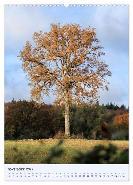 Produktbild: Arbres solitaires (Calendrier mural 2027 DIN A2 horizontal), CALVENDO calendrier mensuel