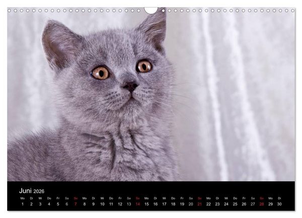 Produktbild: Britisch Kurzhaar Katzen (Wandkalender 2026 DIN A3 quer), CALVENDO Monatskalender