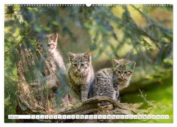 Produktbild: Wildkatzenbabys - wild und zuckers&uuml;&szlig;. (Wandkalender 2026 DIN A2 quer), CALVENDO Monatskalender