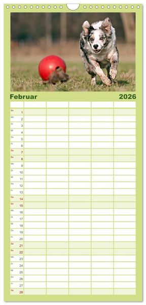 Produktbild: Familienplaner 2026 - Border Collies mit 5 Spalten (Wandkalender, 21 x 45 cm) CALVENDO