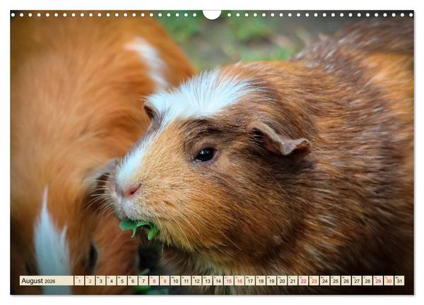 Produktbild: Meerschweinchen - so s&uuml;&szlig; (Wandkalender 2026 DIN A3 quer), CALVENDO Monatskalender