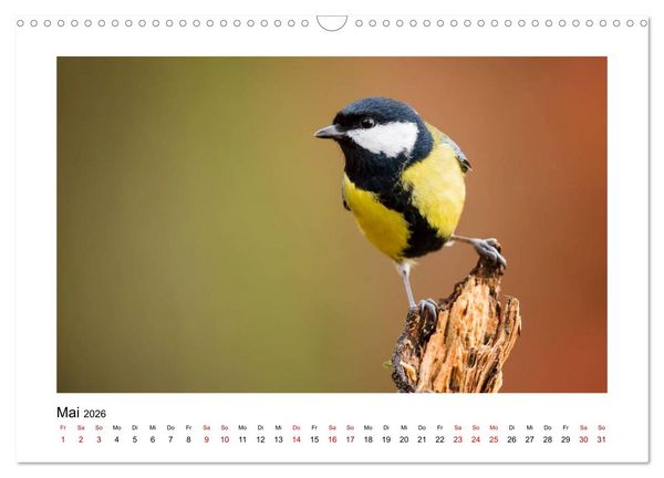 Produktbild: Deutschlands Wildtiere (Wandkalender 2026 DIN A3 quer), CALVENDO Monatskalender