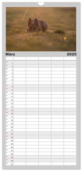 Familienplaner 2025 - Belgische Schäferhunde - Der Malinois im Licht mit 5 Spalten (Wandkalender, 21 x 45 cm) CALVENDO