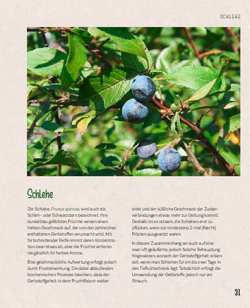 Produktbild: Essbare Sch&auml;tze aus der Natur: Erkennen &ndash; Sammeln &ndash; Zubereiten