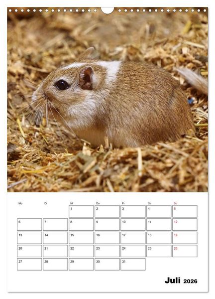 Produktbild: Lustige Rennm&auml;use (Wandkalender 2026 DIN A3 hoch), CALVENDO Monatskalender