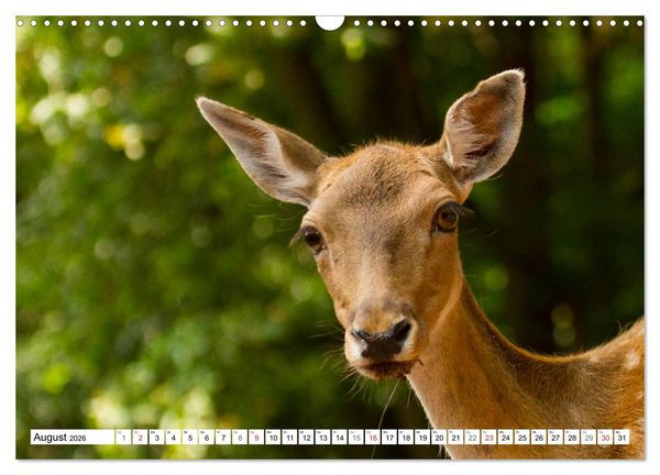 Produktbild: Bad Bergzaberner Land (Wandkalender 2026 DIN A3 quer), CALVENDO Monatskalender