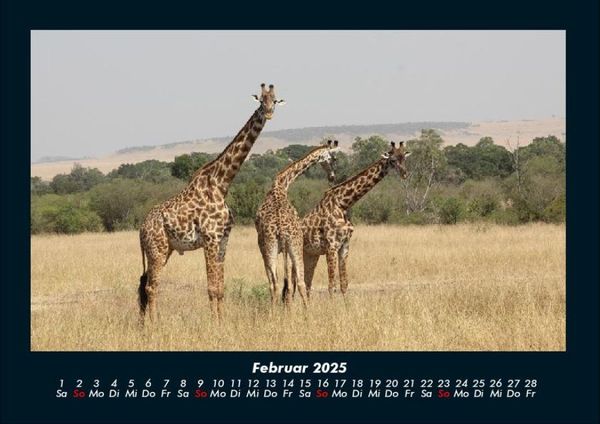 Produktbild: Giraffen 2025 Fotokalender DIN A4
