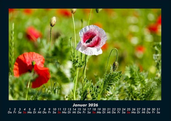 Produktbild: Blumenkalender 2026 Fotokalender DIN A4