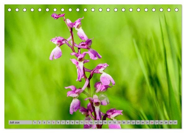 Produktbild: Orchideenwiese 2026 (Tischkalender 2026 DIN A5 quer), CALVENDO Monatskalender