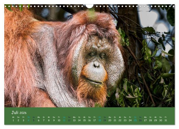 Produktbild: Orang Utans - Indonesien (Wandkalender 2026 DIN A3 quer), CALVENDO Monatskalender
