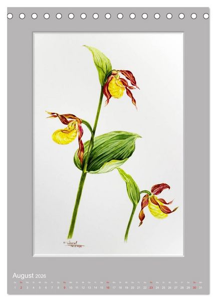 Produktbild: Alpenblumen Aquarelle aus Tirol (Tischkalender 2026 DIN A5 hoch), CALVENDO Monatskalender