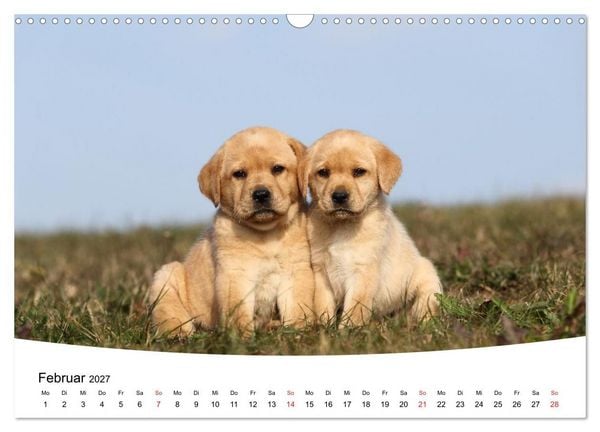 Produktbild: Labrador Welpen - Labrador Puppies (Wandkalender 2027 DIN A3 quer), CALVENDO Monatskalender