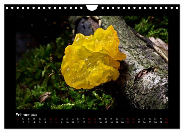 Produktbild: Pilzgalerie - Heimische Pilze aus der Region Rheinland-Pfalz (Wandkalender 2026 DIN A4 quer), CALVENDO Monatskalender