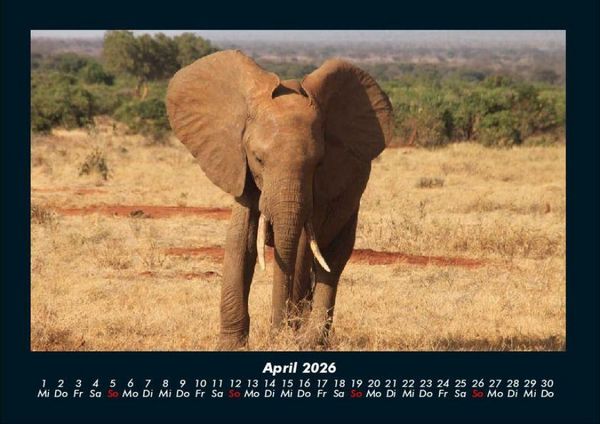 Produktbild: Elefanten - Die sanften Riesen Afrikas 2026 Fotokalender DIN A4