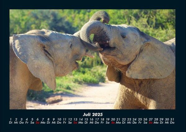 Produktbild: Elefanten - Die sanften Riesen Afrikas 2025 Fotokalender DIN A4