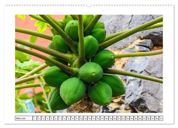 Produktbild: Insel der Sehnsucht - La Gomera (Wandkalender 2026 DIN A2 quer), CALVENDO Monatskalender