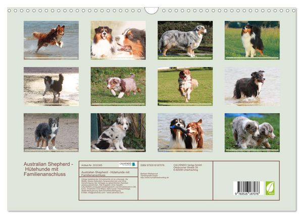 Produktbild: Australian Shepherd - H&uuml;tehunde mit Familienanschluss (Wandkalender 2026 DIN A3 quer), CALVENDO Monatskalender
