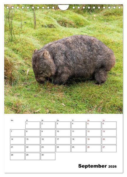 Produktbild: Australiens faszinierende Tierwelt (Wandkalender 2026 DIN A4 hoch), CALVENDO Monatskalender