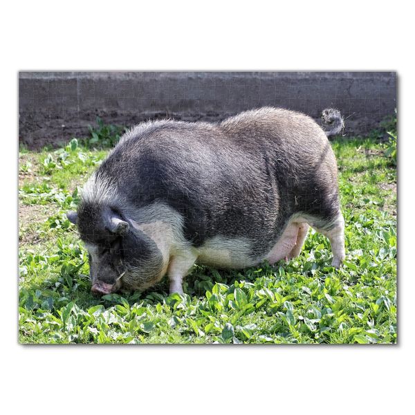 Produktbild: Lais Puzzle H&auml;ngebauchschwein 500 Teile