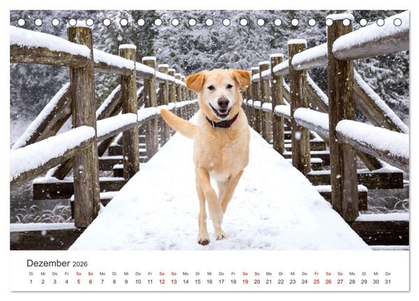Produktbild: Golden Retriever - Die treuen Begleiter. (Tischkalender 2026 DIN A5 quer), CALVENDO Monatskalender