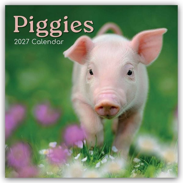 Produktbild: Piggies &ndash; Ferkel Schweine 2027 &ndash; 16-Monatskalender