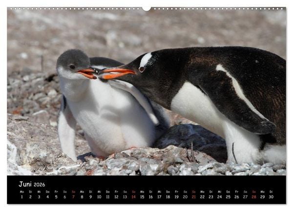 Produktbild: Pinguine aus aller Welt (Wandkalender 2026 DIN A2 quer), CALVENDO Monatskalender