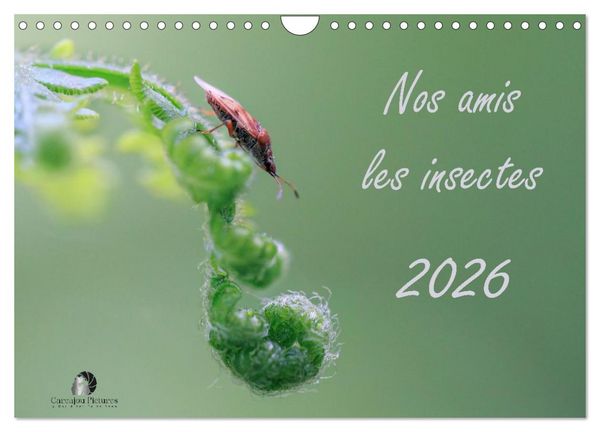 Produktbild: Nos amis les insectes (Calendrier mural 2026 DIN A4 vertical), CALVENDO calendrier mensuel
