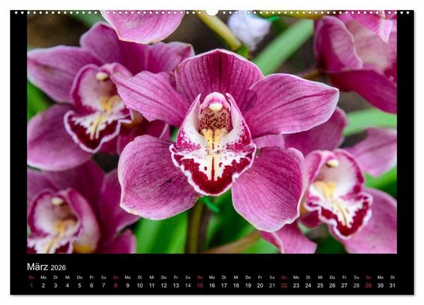 Produktbild: Wunderbare Orchideen (hochwertiger Premium Wandkalender 2026 DIN A2 quer), Kunstdruck in Hochglanz