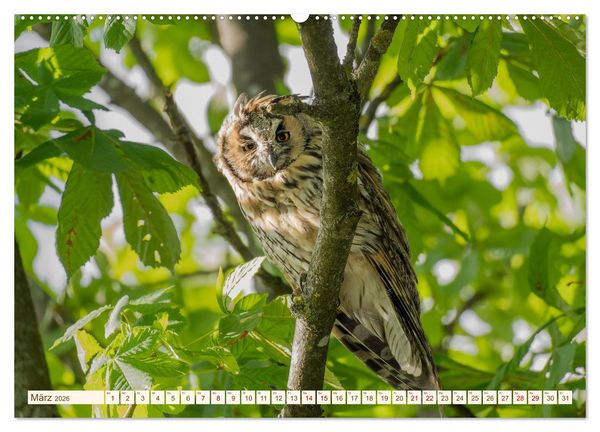 Produktbild: Eulen in Franken (hochwertiger Premium Wandkalender 2026 DIN A2 quer), Kunstdruck in Hochglanz