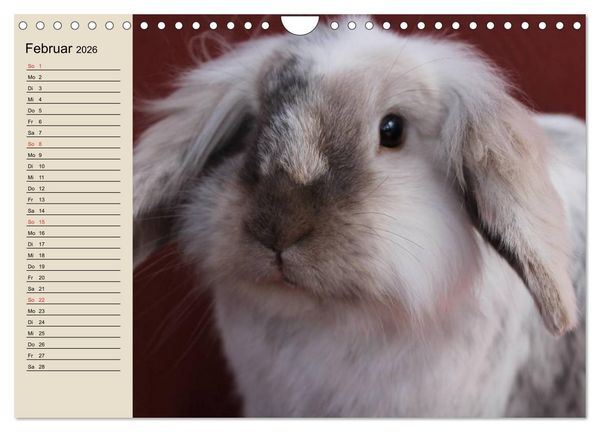 Produktbild: Kaninchen und Hasen (Wandkalender 2026 DIN A4 quer), CALVENDO Monatskalender
