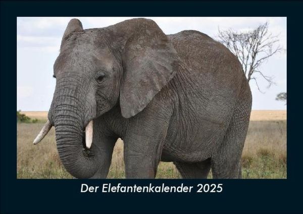 Produktbild: Der Elefantenkalender 2025 Fotokalender DIN A5