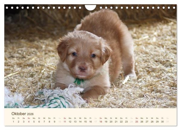 Produktbild: Hovawarte - einmal anders (Wandkalender 2026 DIN A4 quer), CALVENDO Monatskalender