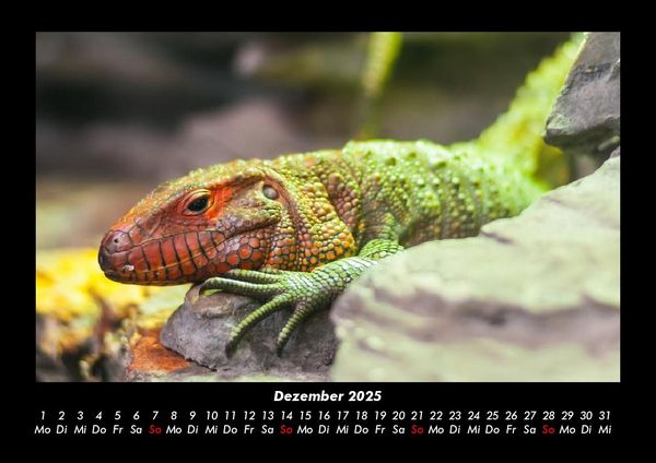 Produktbild: Tierkalender 2025 Fotokalender DIN A3