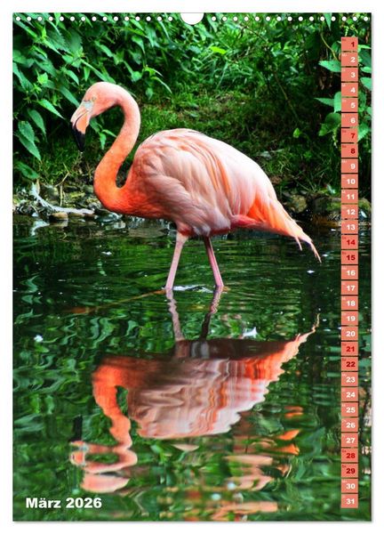 Produktbild: Rosarote Flamingo (Wandkalender 2026 DIN A3 hoch), CALVENDO Monatskalender