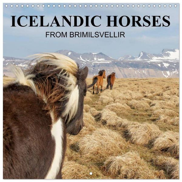 ICELANDIC HORSES from BRIMILSVELLIR (Wall Calendar 2026 12 × 12 Inch) CALVENDO 12 Month Wall Calendar