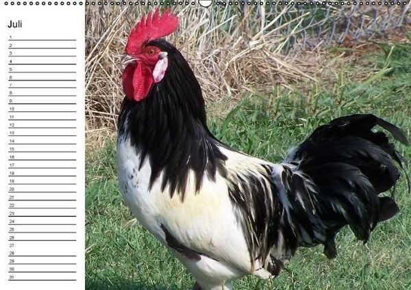 Produktbild: H&uuml;hner / Geburtstagskalender (Wandkalender immerw&auml;hrend DIN A2 quer)