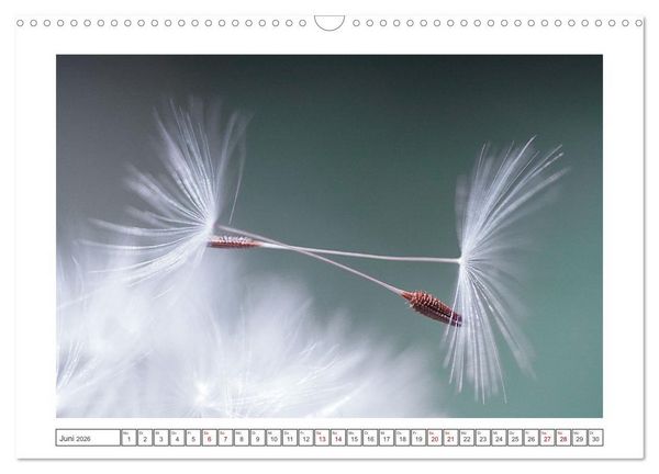 Produktbild: Zauberhafte Pusteblumen (Wandkalender 2026 DIN A3 quer), CALVENDO Monatskalender
