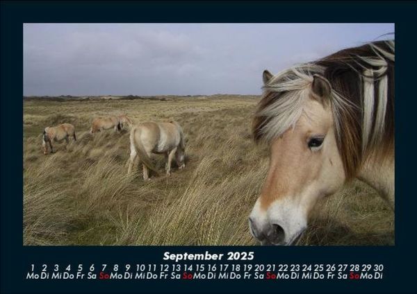 Produktbild: Die Welt der Pferde 2025 Fotokalender DIN A5