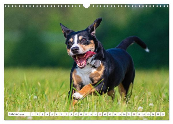 Produktbild: Mein bester Freund - Entlebucher Sennenhund (Wandkalender 2026 DIN A3 quer), CALVENDO Monatskalender