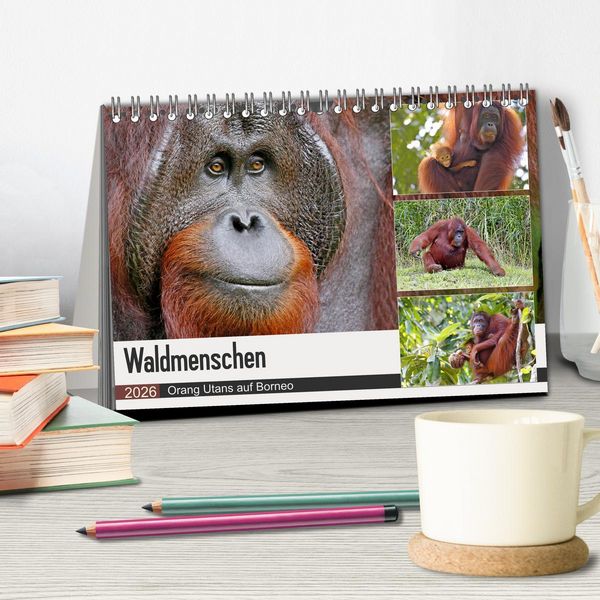 Produktbild: Waldmenschen - Orang Utans auf Borneo (Tischkalender 2026 DIN A5 quer), CALVENDO Monatskalender