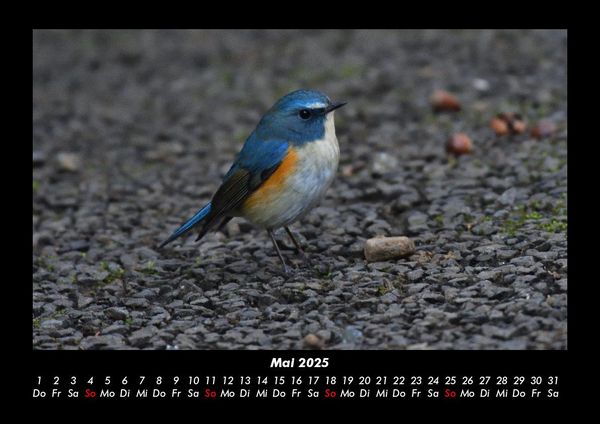 Produktbild: Vogelparadies 2025 Fotokalender DIN A3