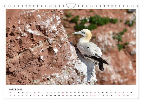 Produktbild: Fous de Bassan - Grands oiseaux marins (Calendrier mural 2026 DIN A4 vertical), CALVENDO calendrier mensuel