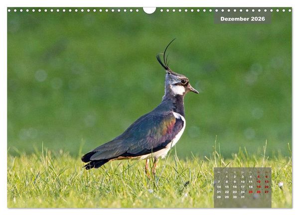 Produktbild: Naturparadies Nordstrand und Beltringharder Koog (Wandkalender 2026 DIN A3 quer), CALVENDO Monatskalender