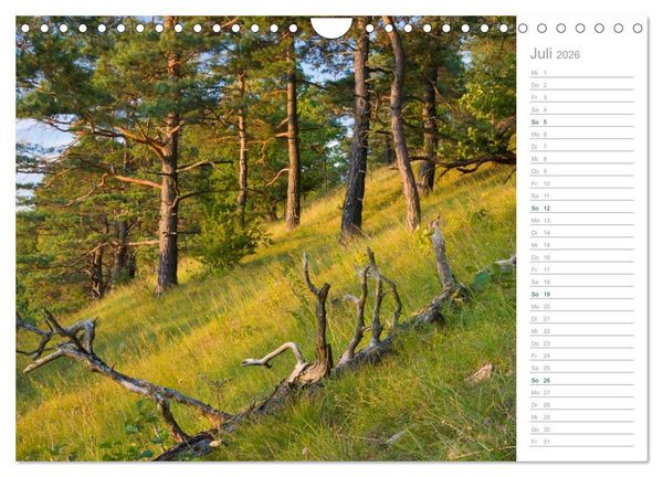 Produktbild: Im Deutschen Wald 2026 - ein Notizkalender (Wandkalender 2026 DIN A4 quer), CALVENDO Monatskalender