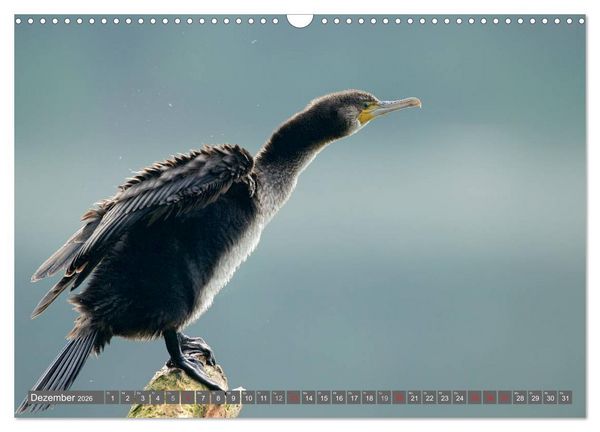 Produktbild: INNE BOTANIK - V&ouml;gel im Ruhrpott (Wandkalender 2026 DIN A3 quer), CALVENDO Monatskalender