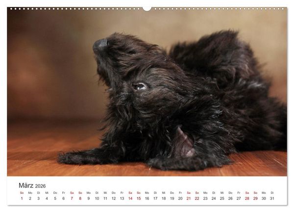 Produktbild: Welpenblicke (hochwertiger Premium Wandkalender 2026 DIN A2 quer), Kunstdruck in Hochglanz