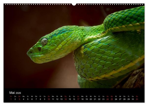 Produktbild: Costa Rica. Faszinierende Tierwelt (hochwertiger Premium Wandkalender 2026 DIN A2 quer), Kunstdruck in Hochglanz