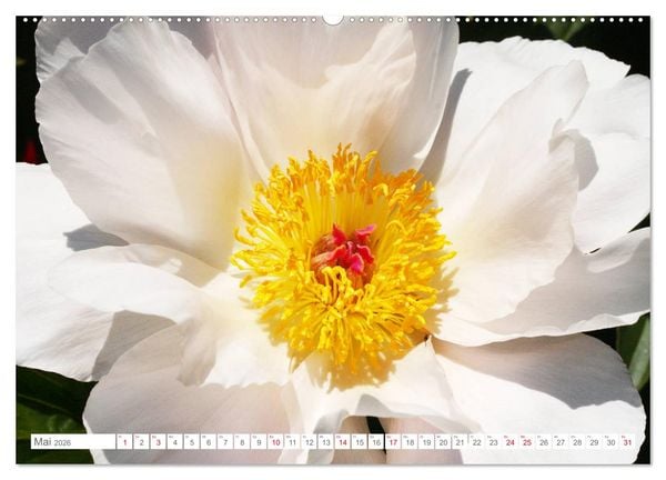 Produktbild: Pfingstrosenbl&uuml;ten (Wandkalender 2026 DIN A2 quer), CALVENDO Monatskalender